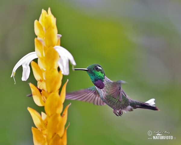 Purple-bibbed Whitetip (Urosticle benjamini)