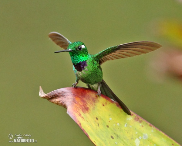 Purple-bibbed Whitetip (Urosticle benjamini)