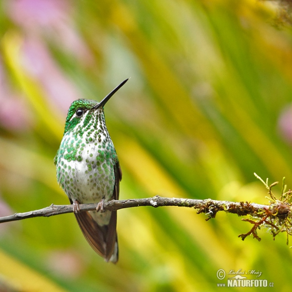 Purple-bibbed Whitetip (Urosticle benjamini)