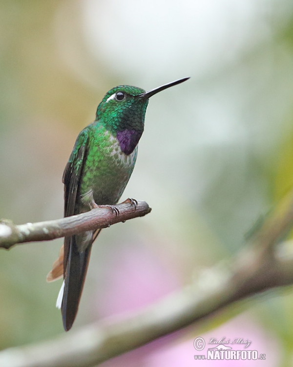 Purple-bibbed Whitetip (Urosticle benjamini)