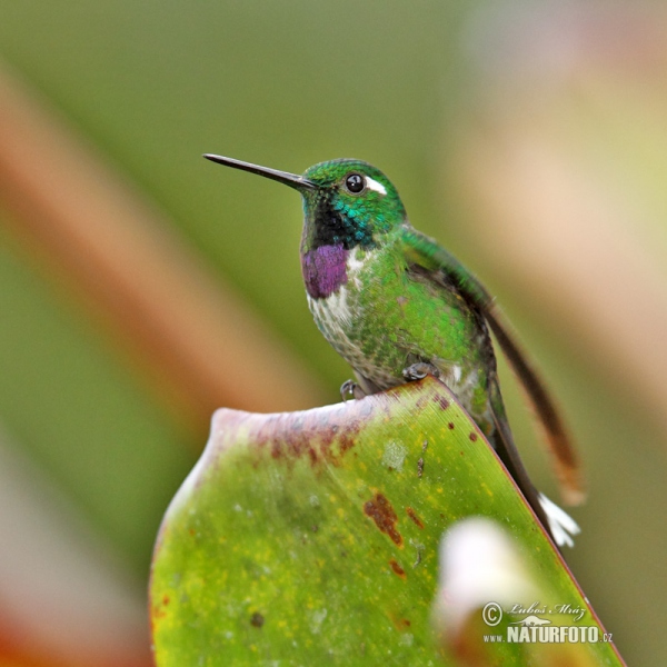 Purple-bibbed Whitetip (Urosticle benjamini)