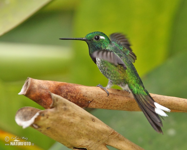 Purple-bibbed Whitetip (Urosticle benjamini)