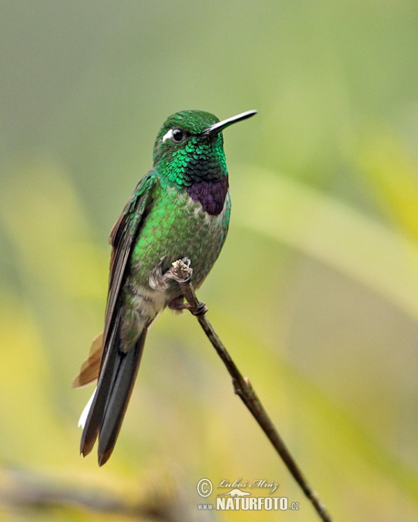 Purple-bibbed Whitetip (Urosticle benjamini)