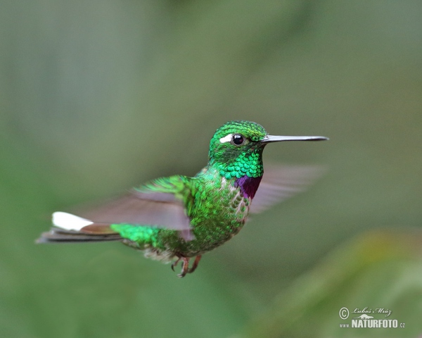 Purple-bibbed Whitetip (Urosticle benjamini)