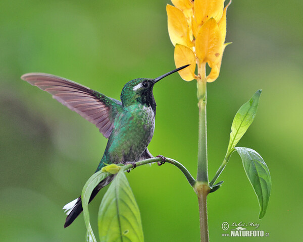 Purple-bibbed Whitetip (Urosticle benjamini)