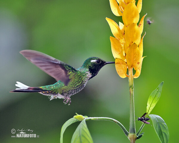 Purple-bibbed Whitetip (Urosticle benjamini)