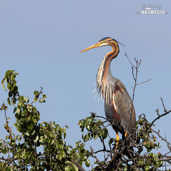 Purple Heron (Ardea purpurea)