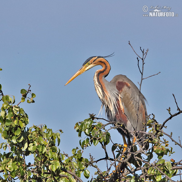 Purple Heron (Ardea purpurea)