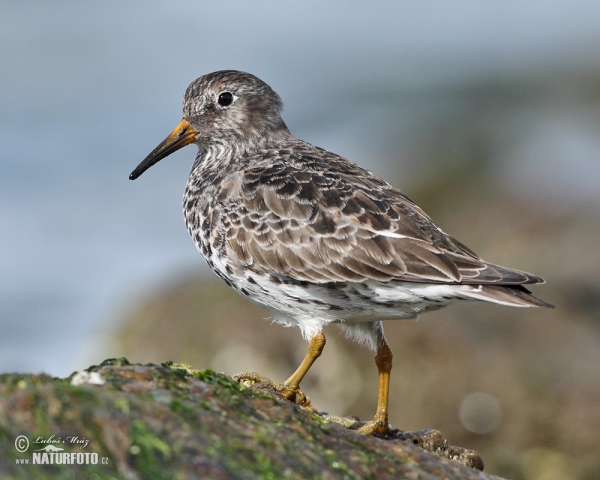 Purple Sandpiper (Calidris maritima)