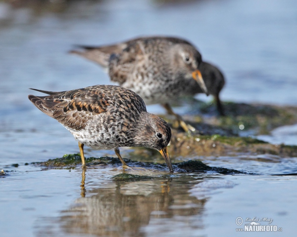 Purple Sandpiper (Calidris maritima)