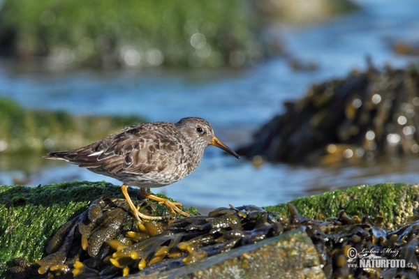 Purple Sandpiper (Calidris maritima)