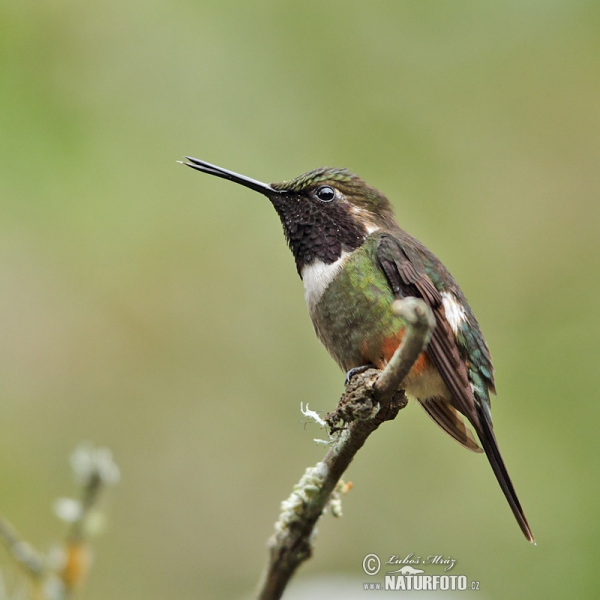 Purple-throated Woodstar (Calliphox mitchellii)