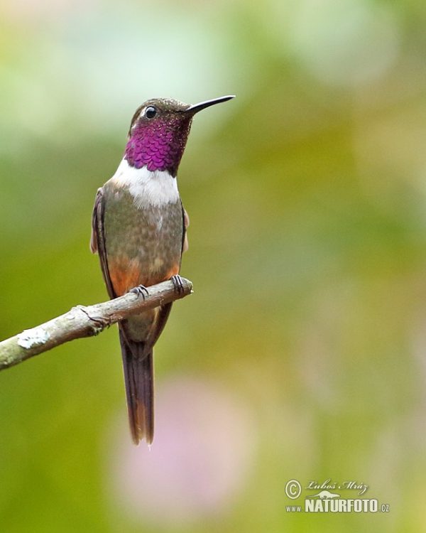 Purple-throated Woodstar (Calliphox mitchellii)