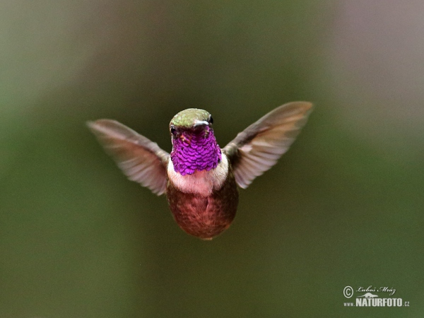 Purple-throated Woodstar (Calliphox mitchellii)