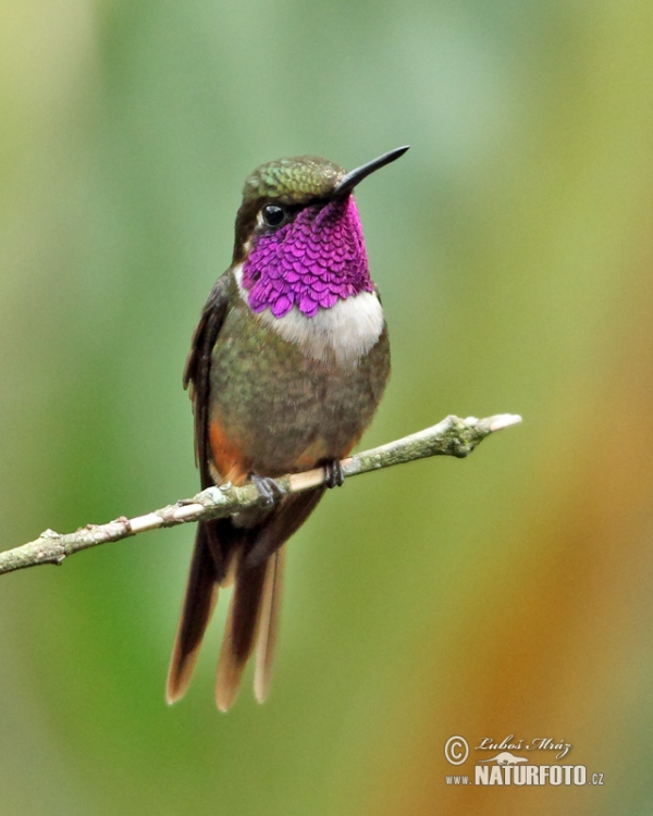 Purple-throated Woodstar (Calliphox mitchellii)