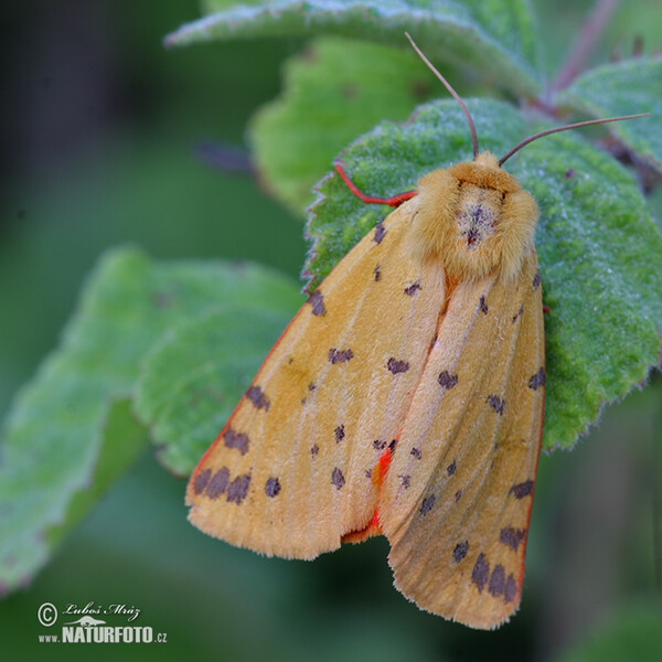 Purple Tiger (Rhyparia purpurata)