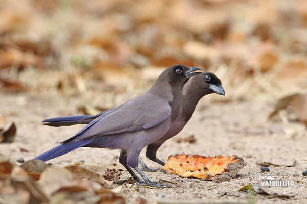 Purplish Jay (Cyanocorax cyanomelas)