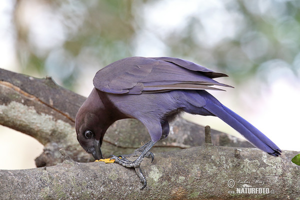 Purplish Jay (Cyanocorax cyanomelas)