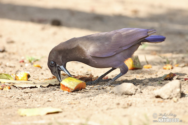 Purplish Jay (Cyanocorax cyanomelas)