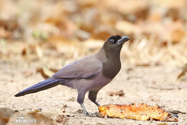 Purplish Jay (Cyanocorax cyanomelas)