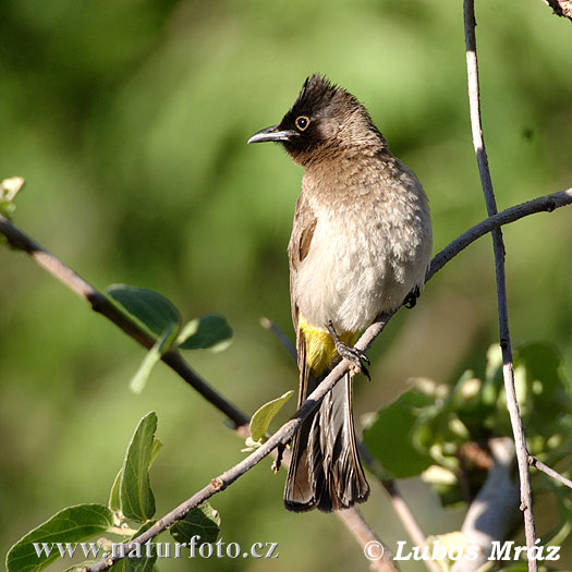 Pycnonotus barbatus