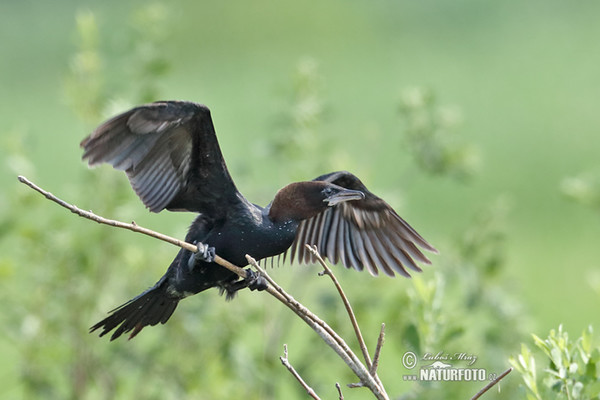 Pygmy Cormorant (Phalacrocorax pygmaeus)