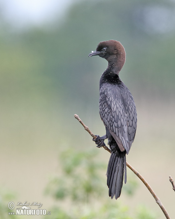 Pygmy Cormorant (Phalacrocorax pygmaeus)