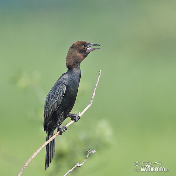 Pygmy Cormorant (Phalacrocorax pygmaeus)