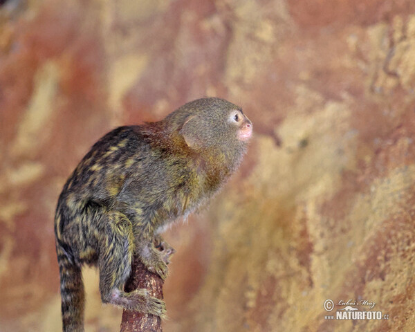 Pygmy marmoset (Cebuella pygmaea)