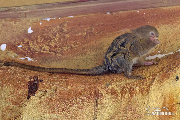 Pygmy marmoset (Cebuella pygmaea)