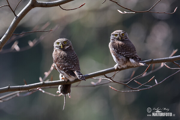 Pygmy Owl (Glaucidium passerinum)