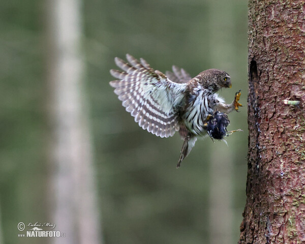 Pygmy Owl (Glaucidium passerinum)