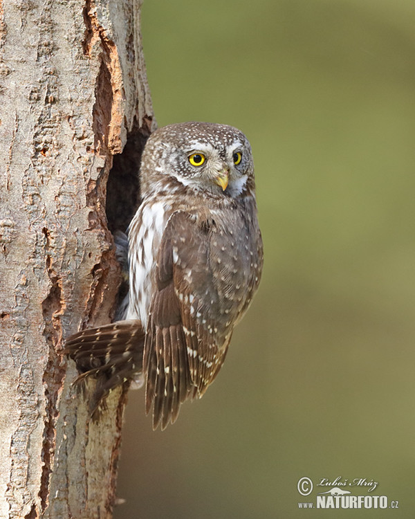 Pygmy Owl (Glaucidium passerinum)