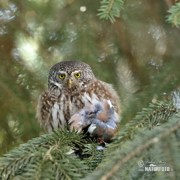 Pygmy Owl (Glaucidium passerinum)