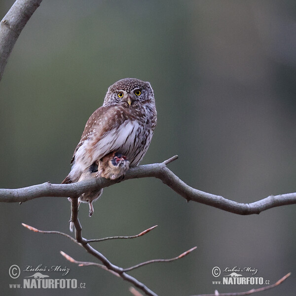 Pygmy Owl (Glaucidium passerinum)