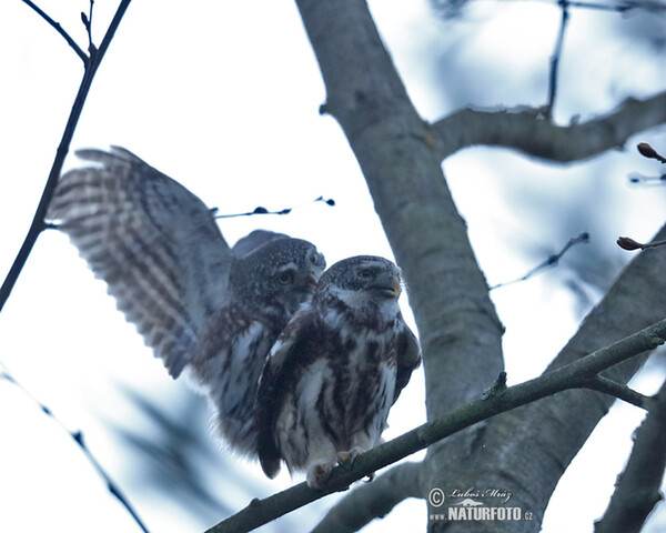 Pygmy Owl (Glaucidium passerinum)