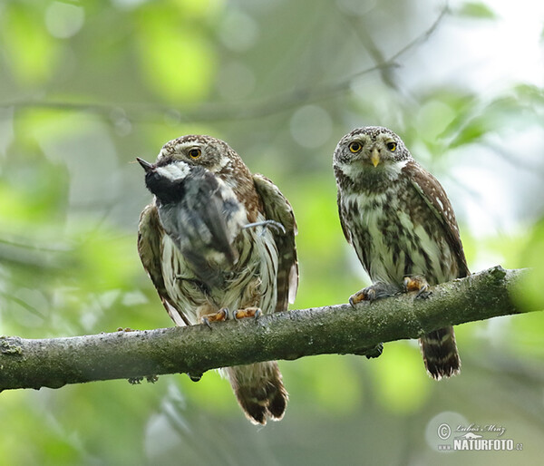 Pygmy Owl (Glaucidium passerinum)