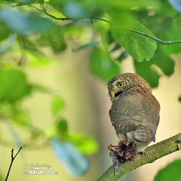 Pygmy Owl (Glaucidium passerinum)