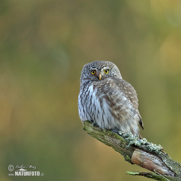 Pygmy Owl (Glaucidium passerinum)