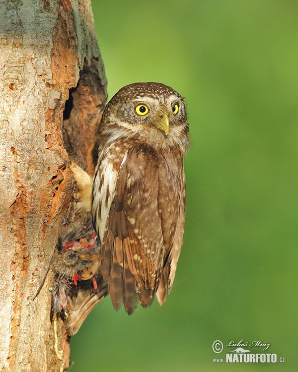 Pygmy Owl (Glaucidium passerinum)