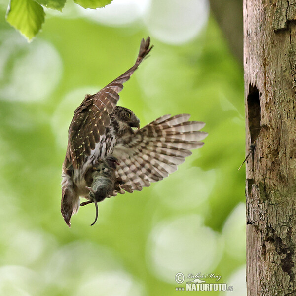 Pygmy Owl (Glaucidium passerinum)