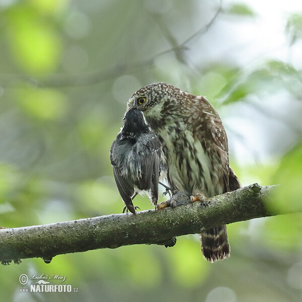 Pygmy Owl (Glaucidium passerinum)