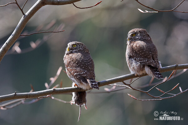 Pygmy Owl (Glaucidium passerinum)