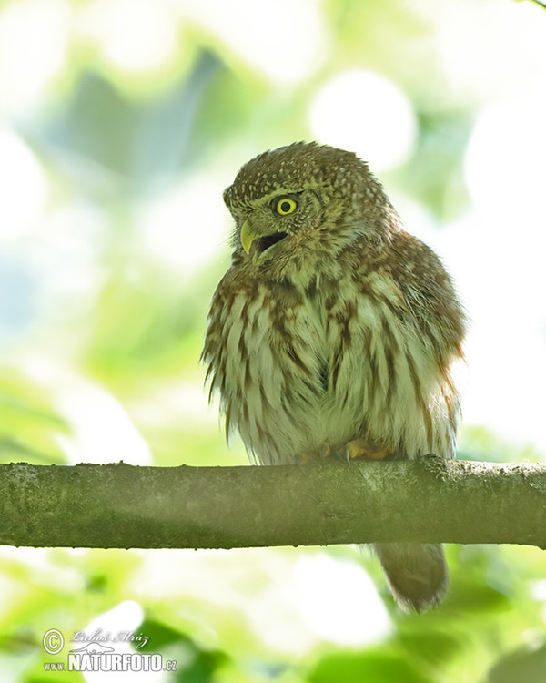 Pygmy Owl (Glaucidium passerinum)