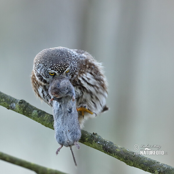 Pygmy Owl (Glaucidium passerinum)