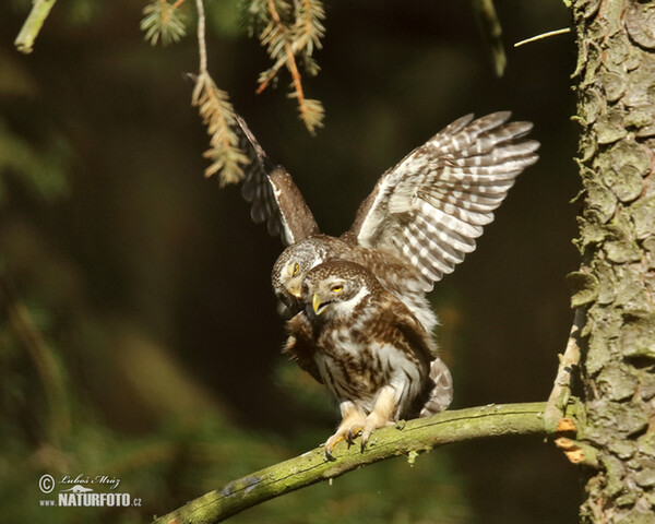 Pygmy Owl (Glaucidium passerinum)