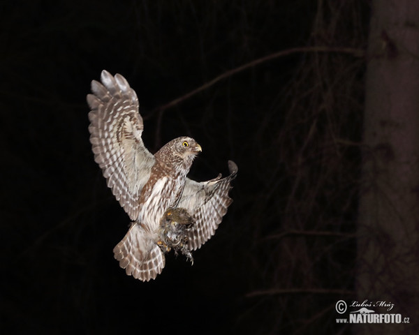 Pygmy Owl (Glaucidium passerinum)