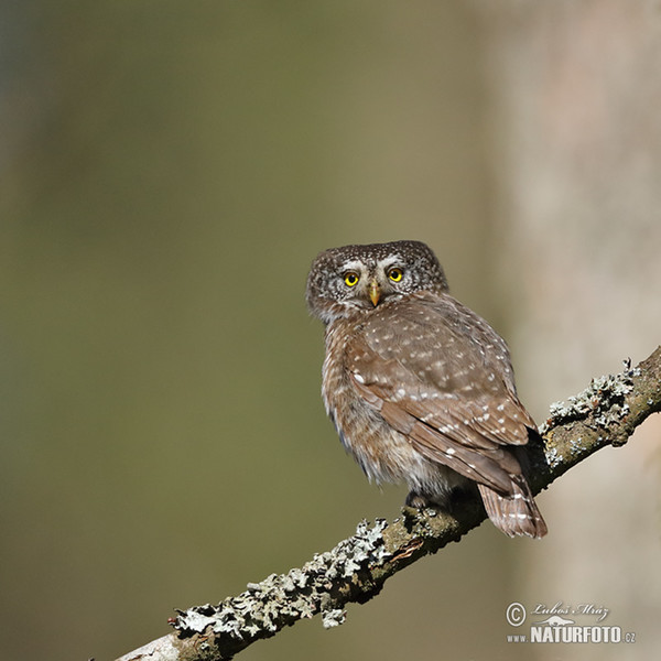 Pygmy Owl (Glaucidium passerinum)