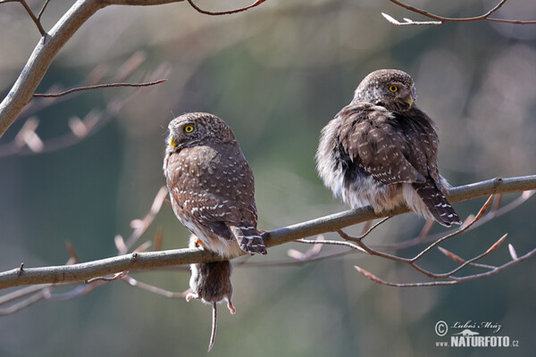 Pygmy Owl (Glaucidium passerinum)