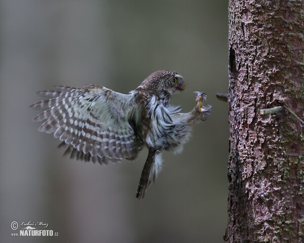 Pygmy Owl (Glaucidium passerinum)